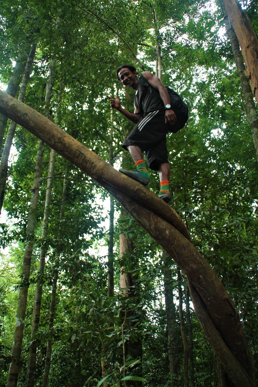 Thejungleguide - Lodges & Treks Bukit Lawang Exterior foto